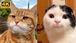 😼 Cute and funny cats compilation 😂 Funny pets life - Khrystyn reaction