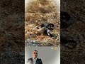 ملحمة أمومة سنجاب يقاتل ثعبانا بشراسة لإنقاذ صغيره من بين فكيه   