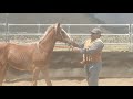 halter breaking a wild yearling filly