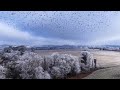 Vol d'oiseaux et paysage d'hiver - Mavic 4 Pro