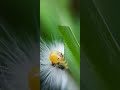 así come la ORUGA BLANCA, ORUGA PELUCHE