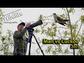 Man vs Cuckoo 2021 - UK WILDLIFE and NATURE Photography