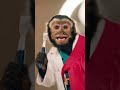 When your surgeon is a monkey in a cape! 🐒✨ #SpaDay #MonkeyBusiness #PetPranks #ComedyGold #ViralMo