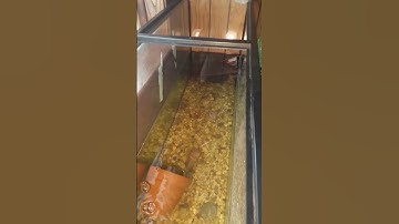 How to keep your turtle tank clean episode 1