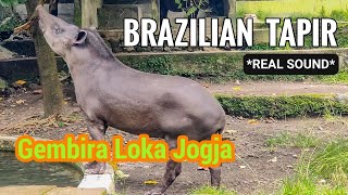 REAL SOUND OF BRAZILIAN TAPIR