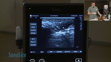 Ultrasound Guided Sciatic Nerve Block in a Dog: Part 2 of 3