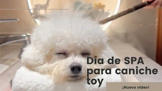 Spa Moment CANICHe TOY RELAX DAY by Is TiMe To ReLaX aNd FuN 614 views 1 month ago 1 minute, 26 seconds