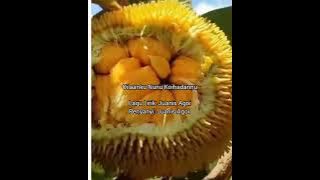 Oilaanku Nunu Koihadannu (Juanis Agoi)