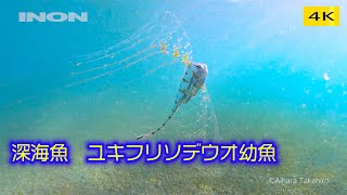 【大瀬崎の海】INON UFL-G140SD + GoProHERO9 Black