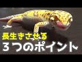 プロが教えるヒョウモントカゲモドキを長生きさせる為に抑えるべき３つのポイント【レオパードゲッコー】