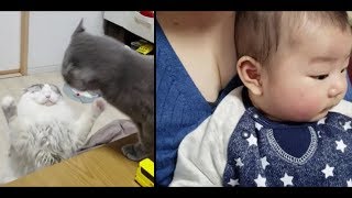 灰色猫と白モフ猫のケンカを眺める０歳児の赤ちゃん