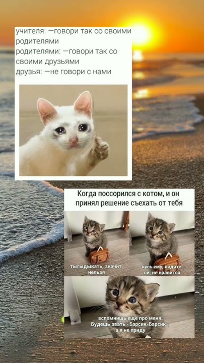 #mem #мем #cats #коты #хочуврек - YouTube
