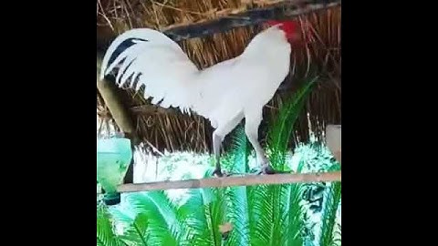 Gà rừng đột biến bạch tạng