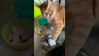 Funny Cats 😹 Episode 81 #Shorts