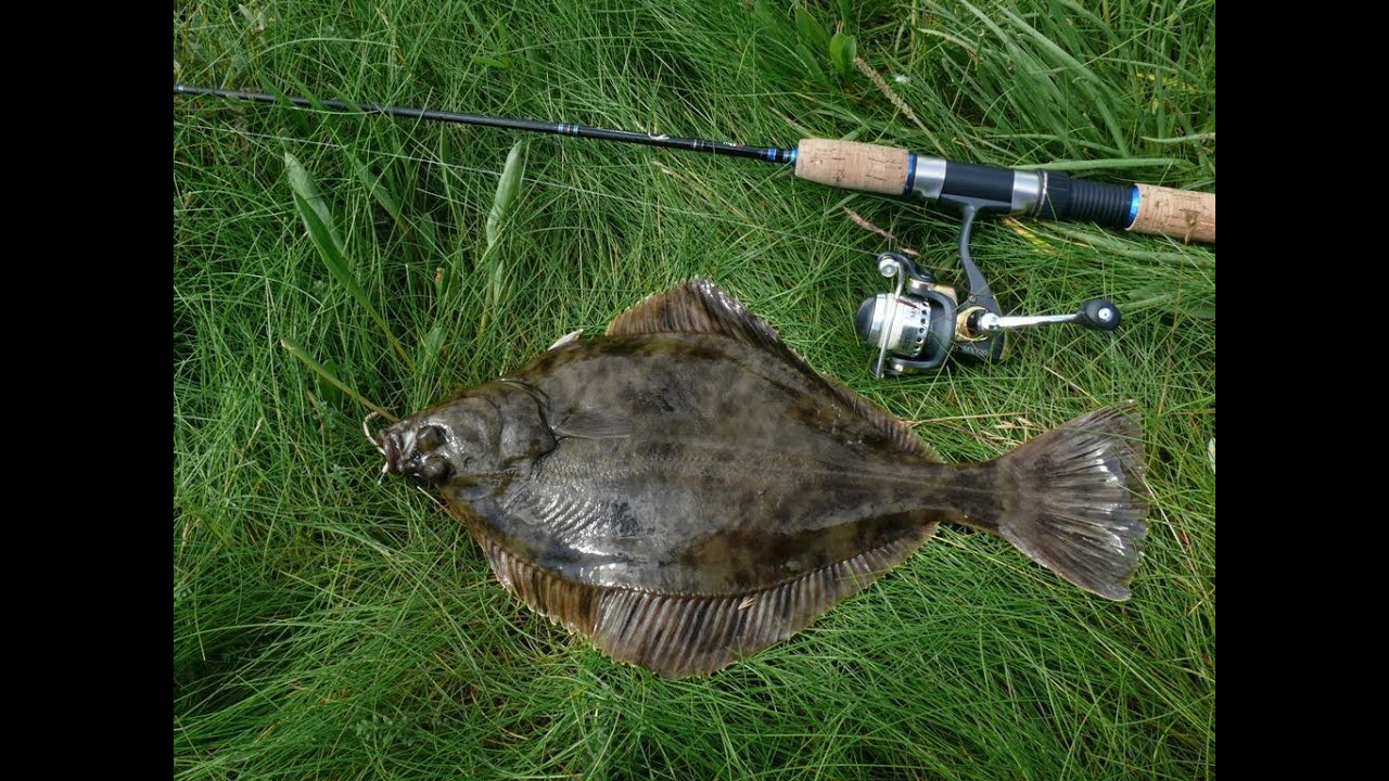 Identifying flounder (Platichthys flesus)
