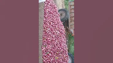 25 Ton Onion Available In Ahmednagar Maharashtra 9986371700 