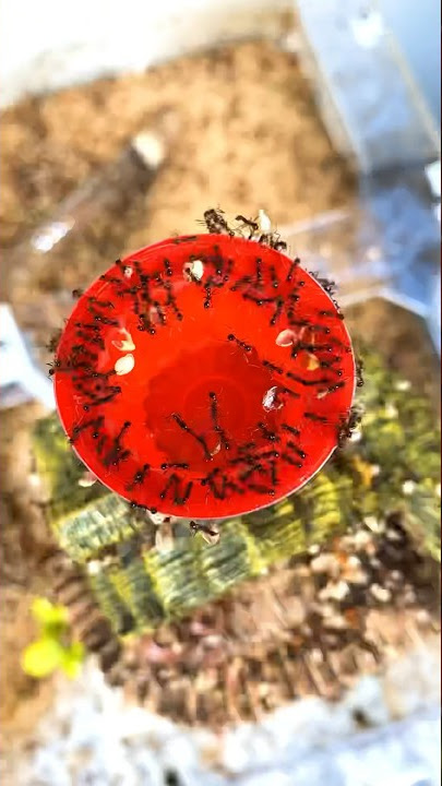 Ants Eating Red Jello