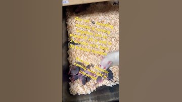Rat 🐀 breeding and feeding