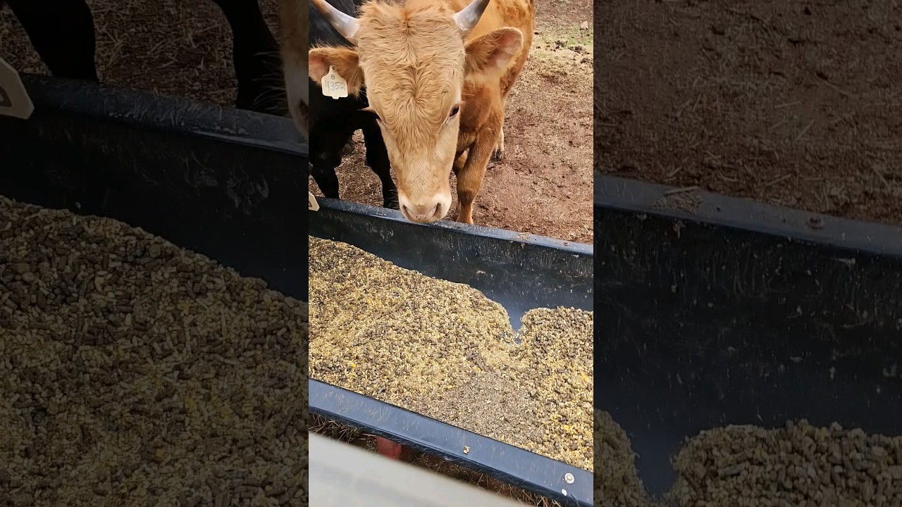 The journey of creating a high marbling high-quality akaushi steak! 