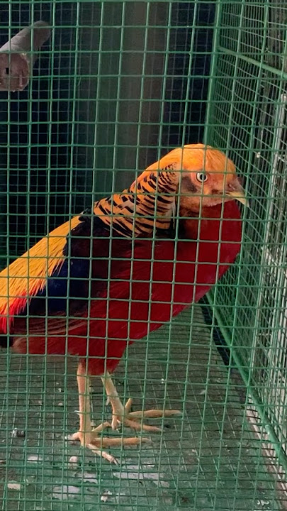 Mysterious bird 😮 WOW 😳 #shorts #birds #trending #usa #mysterious
