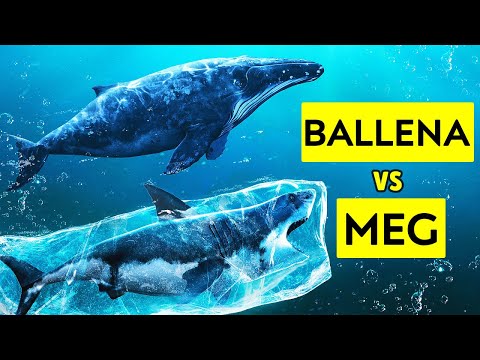 Video: ¿Era el megalodón más grande que un tiburón ballena?