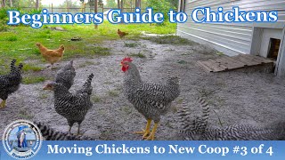 Moving Chickens to their New Coop l # 3 of 4 l  RAISING CHICKENS 101