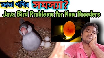 জাভা পাখির সমস্যা?জাভা পাখি পালন 🤔Java Bird Problems for New Breeders @parrotbubai 