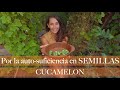 SEMILLAS de CUCAMELON o Sandia Ratón (y un lindo Python Snake Gourd)