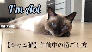 【シャム猫】午前中はこんなふうに過ごしているよ