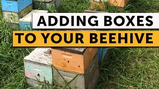 WHEN & HOW TO EXPAND YOUR BEEHIVE: Beginner's Guide to Beekeeping