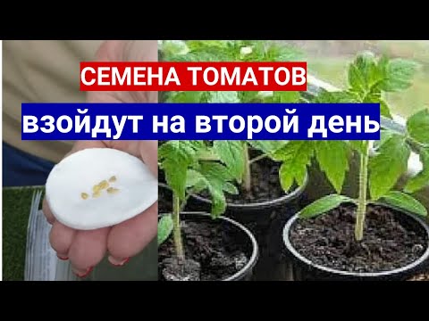 ТОМАТЫ ВСХОДЯТ НА ВТОРОЙ ДЕНЬ - В ЧЕМ ЗАМОЧИТЬ СЕМЕНА