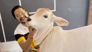 प्रभा कितनी मस्ती करती हैं 😱😱😱 #baawalechorevlogs #cowlover #cowsvlog #cow @Cowsblike #cowsblike