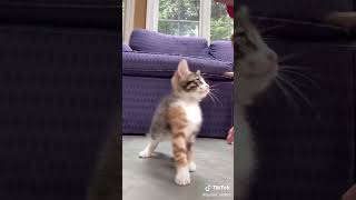 #ballet 🩰 quiner sisters