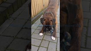 Elvis gets a new toy #boxerdog #puppy #dog #animals #shortsvideo