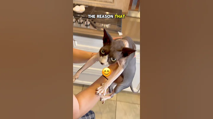 Video 7424711: kitten sphynxcats catlover cute, sphynxcat catlover cats, sphynx funny catlover kitten, sphynx kitten meowing, sphynx cat fun, catlover cute funny hair