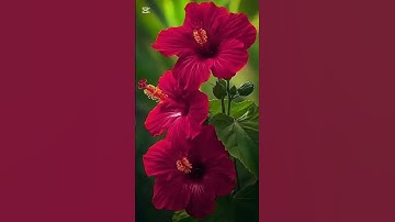 ما أجمل أن تستفتح نهارك باستماع آيات من الذكر الحكيم استمعوا للقرآن وأنصتوا ياعباد الله#قران_كريم#ﷺ🫀