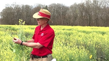 2020 Virtual Small Grains Field Day: Brassica carinata