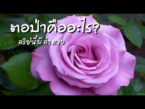 Ep.125   วิธีตัดตอป่า /ตอป่ากับกิ่งกระโดงต่างกันอย่างไร