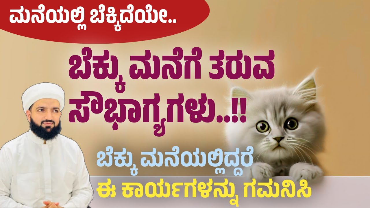 ಬೆಕ್ಕು ಮನೆಯಲ್ಲಿದ್ದರೆ ಈ ಕಾರ್ಯ ಗಮನಿಸಿ/If you have a cat at home attention these tasks/Irshad Sa-adi