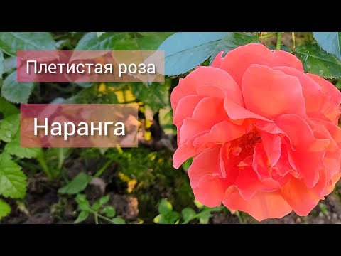 Роза Наранга плетистая. Рыжее рыжего кота.первогодка.дача Подмосковье.