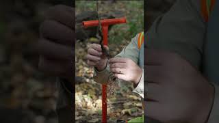 Tree seedling planting instructions