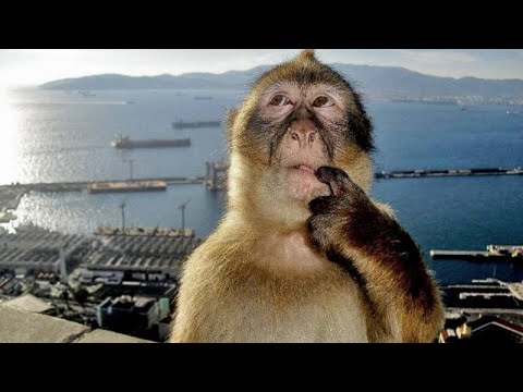 🐒SOL OWES ME MONEY!🐒DUWAP KAINE PREDATOR! 🐒 AND MORE!