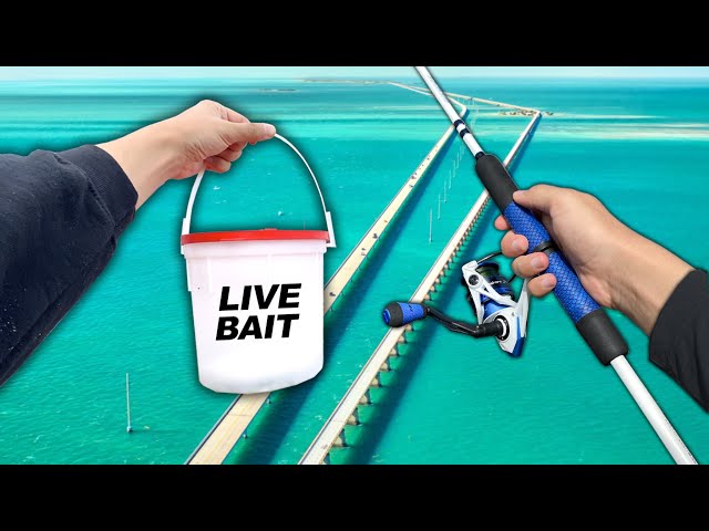 Fishing a 7 MILE Bridge in the Florida Keys! (Catch and Cook) 