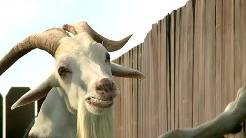 Chieng / L.A. LIGHTS / KAMBING