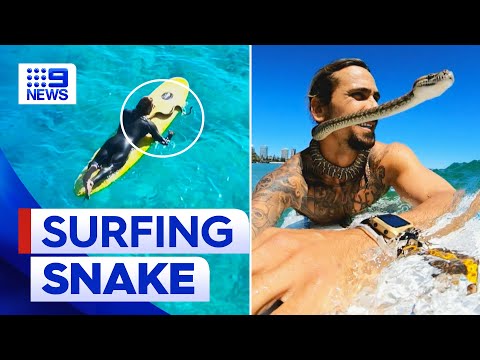 Gold Coast surfer catches waves with his pet snake | 9 News Australia