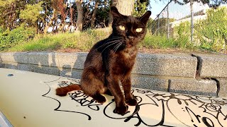 ボートの上に座って夕日を浴びる黒猫