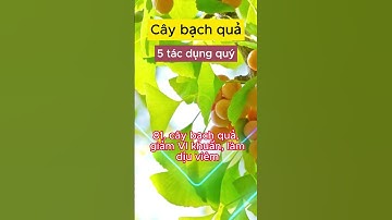 Cây bạch quả #2 5 tác dụng quý  #câythuốcnamquí #câythuốcquý #caythuocnam #thaoduoc #caythuocvuonnha