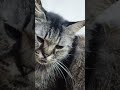 cute cats #cates fans