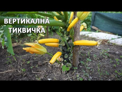 Видео: Грижа за лук на перваза - Как да отгледате вертикална градина с лук