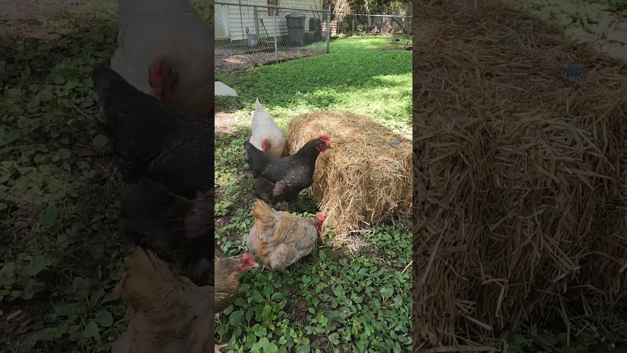 A bale of straw makes the ladies happy.